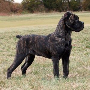 Fascinating-Facts-About-Cane-Corso