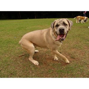 Fawn-Cane-Corso-Are-Perfect-Guard-Bodyguards-and-Cuddly-Companions
