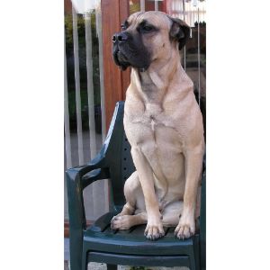 Fawn-Cane-Corso-Has-Been-Around-for-Centuries