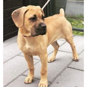 Fawn-Cane-Corso-Have-Blue-Eyes-As-Puppies