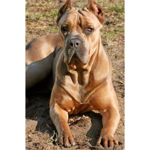 Fawn-Is-Only-One-of-Seven-‘Official-Cane-Corso-Colors