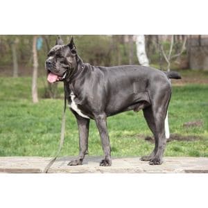 Finding-Cheap-Cane-Corso-Puppies-on-Marketplaces