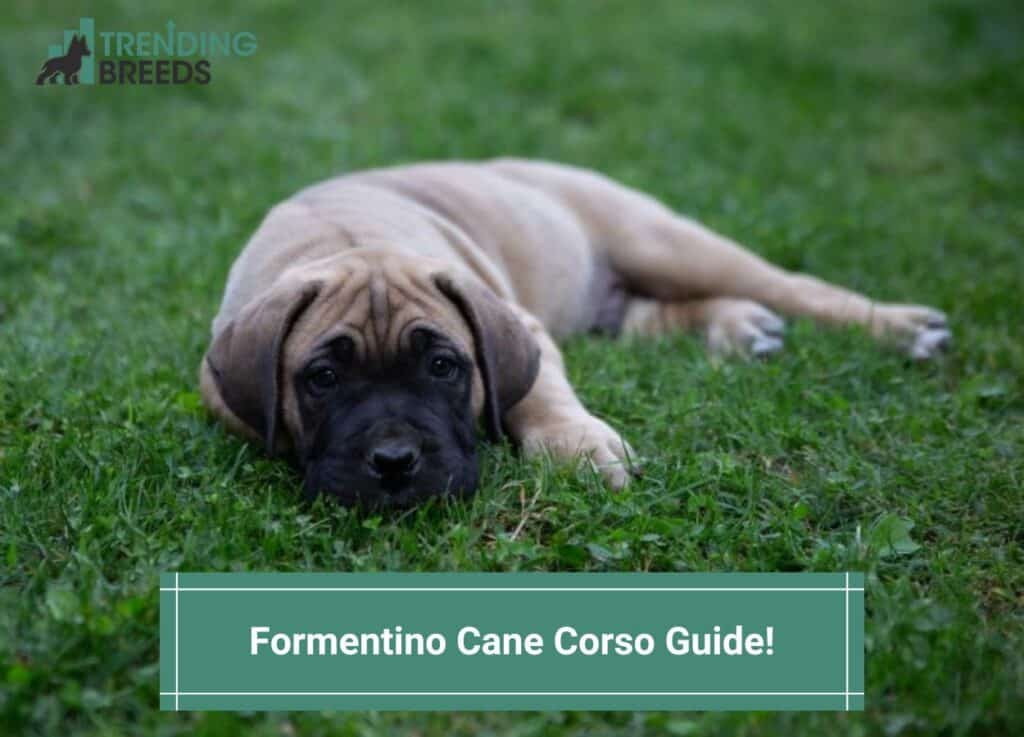 Formentino-Cane-Corso-Guide-template