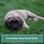 Formentino Cane Corso Guide! (2023)
