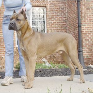 Formentino-Cane-Corso-Health-Issues