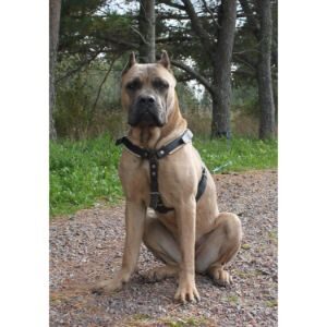 Formentino-Cane-Corso-Price