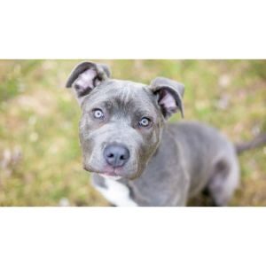 Gray-Cane-Corsos-Have-a-Significant-Prey-Drive
