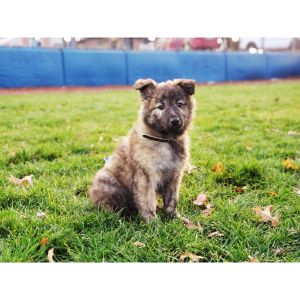 Grooming-belgianmalinois-dutch-shepherd