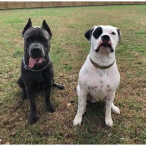 Grooming-cane-corso-american-bulldog