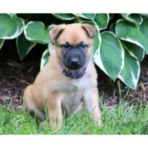 Health-Problems-lab-belgian-malinois