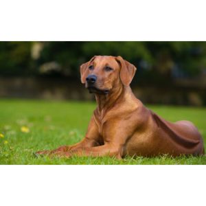 Health-and-Lifespan-rhodesian