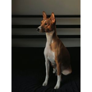 Honorable-Mention-Basenji-Club-Of-Canada