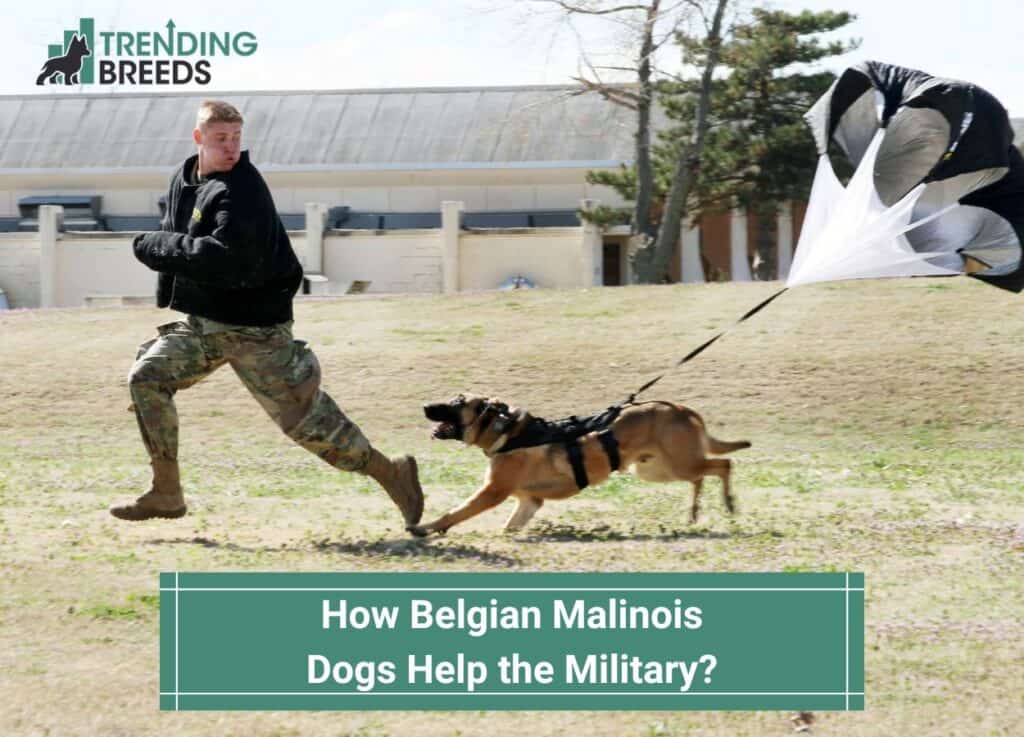 How-Belgian-Malinois-Dogs-Help-the-Military-template