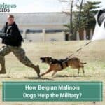How Do Belgian Malinois Dogs Help the Military? We Got The Answers! (2022)