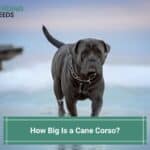 How Big Is a Cane Corso? With Growth Chart Expectations! (2022)
