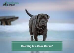 How-Big-Is-a-Cane-Corso-template