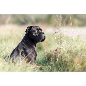 How-Big-Should-My-Baby-Cane-Corso-Be
