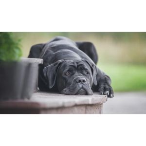 How-Can-I-Tell-if-a-Cane-Corso-Mix-Is-Hypoallergenic
