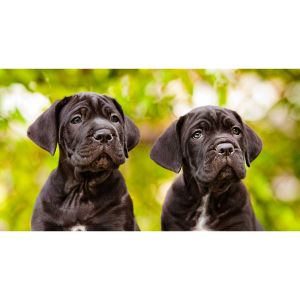 How-Different-Factors-Affect-the-Life-Expectancy-of-a-Cane-Corso