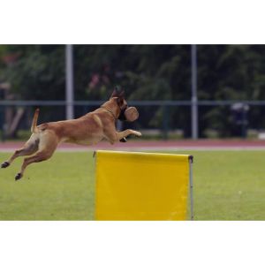 How-Do-I-Stop-My-Belgian-Malinois-From-Jumping