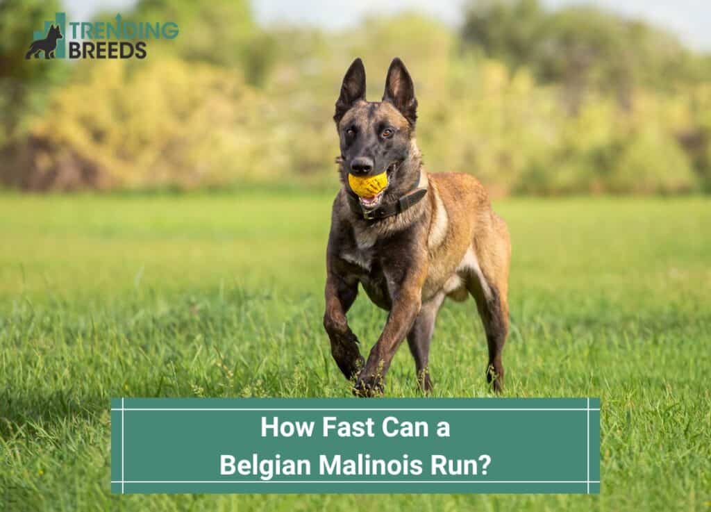 How-Fast-Can-a-Belgian-Malinois-Run-template