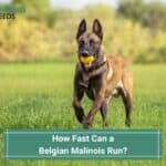 How Fast Can a Belgian Malinois Run? You'll Be Surprised! (2023)