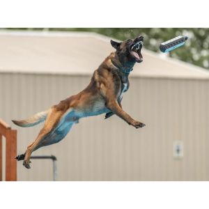 How-High-Can-A-Belgian-Malinois-Jump