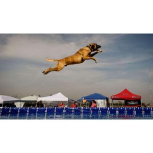 How-Is-A-Belgian-Malinois-Able-To-Jump-That-High