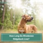 How Long Do Rhodesian Ridgebacks Live? (2023)