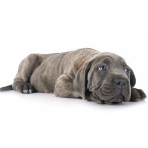 How-Long-Will-My-Brindle-Cane-Corso-Last