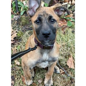 How-Much-Do-Belgian-Malinois-Australian-Shepherds-Mix-Cost