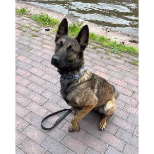 How-Rare-Is-Brindle-Belgian-Malinois