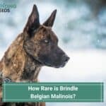 How Rare is a Brindle Belgian Malinois? (2023)