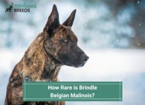 How-Rare-is-Brindle-Belgian-Malinois-template