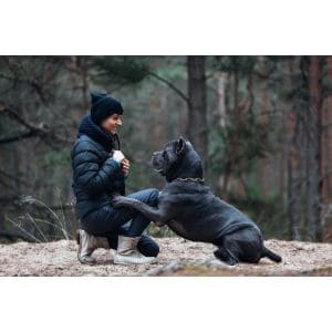 How-Should-I-Help-My-Cane-Corso-Reach-Its-Full-Size