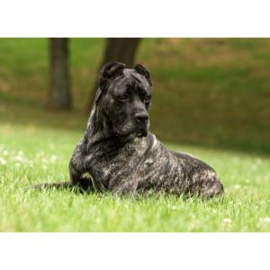 How-Should-I-Know-if-My-Cane-Corso-Is-at-the-Ideal-Weight