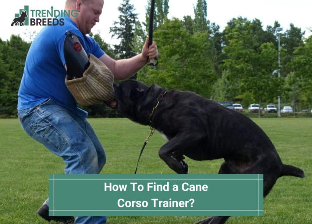 How-To-Find-a-Cane-Corso-Trainer-template