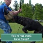 How To Find a Cane Corso Trainer? (2022)