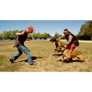 How-To-Train-A-Belgian-Malinois.jpgHow-To-Train-A-Belgian-Malinois