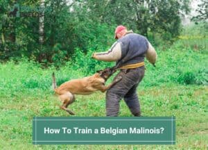 How-To-Train-a-Belgian-Malinois-template