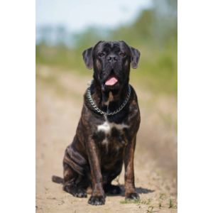 How-Will-My-Brindle-Cane-Corso-Be-With-My-Family