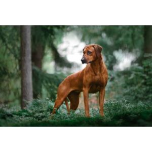 How-You-Can-Help-A-Rhodesian-Ridgeback-Live-Longer