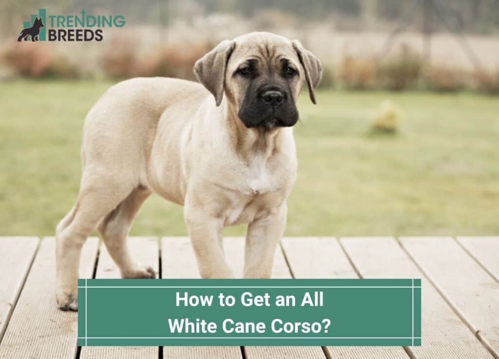 How-to-Get-an-All-White-Cane-Corso-template
