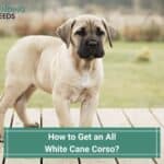 How to Get an All White Cane Corso? (2023)