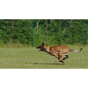 How-to-care-for-a-Belgian-Malinois-coat