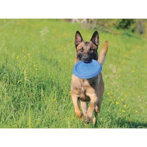 How-to-reduce-shedding-in-Belgian-Malinois