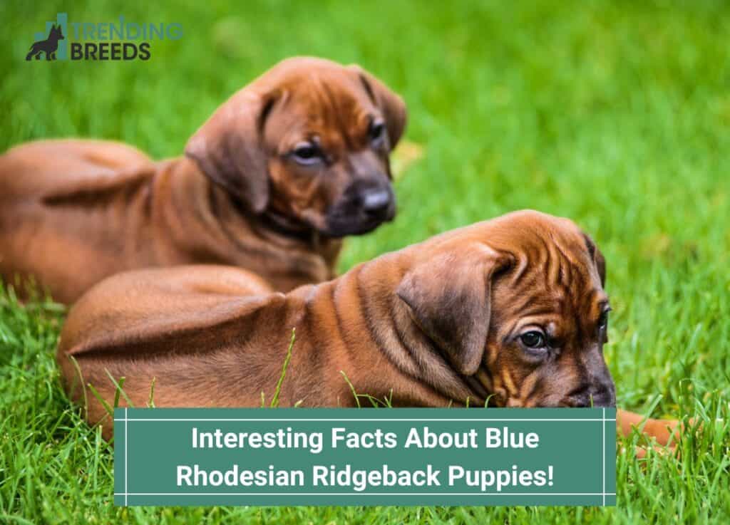 Interesting-Facts-About-Blue-Rhodesian-Ridgeback-Puppies-templat