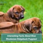Interesting Facts About Blue Rhodesian Ridgeback Puppies! (2022)
