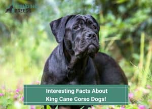 Interesting-Facts-About-King-Cane-Corso-Dogs-template
