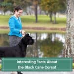 18 Interesting Facts About the Black Cane Corso! (2022)